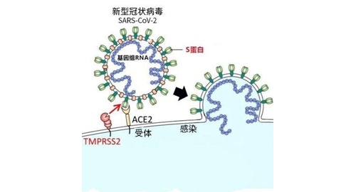 SARS-CoV-2 관련 시약