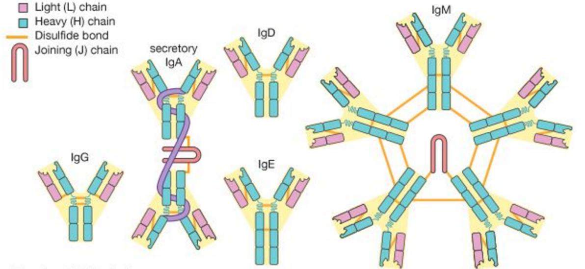 개요 Immunodiagnosis