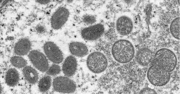 Sekbio 재조합형 Monkeypox 바이러스 단백질
